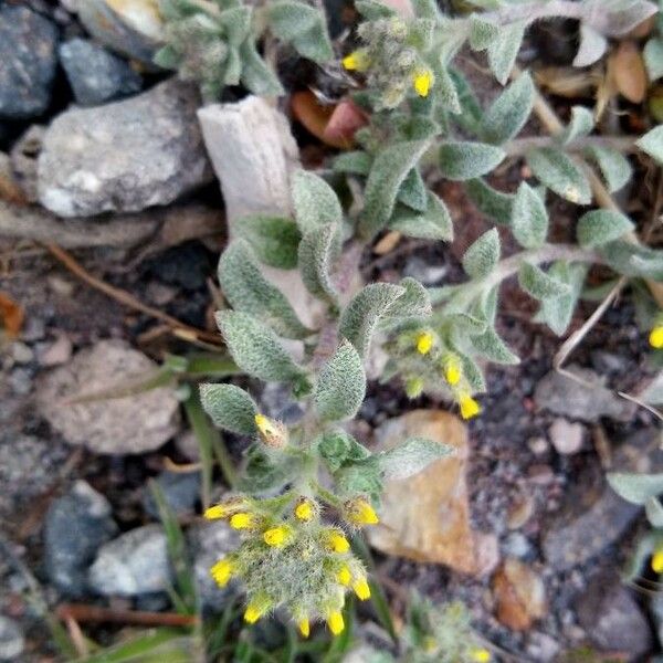 Alyssum simplex Flower