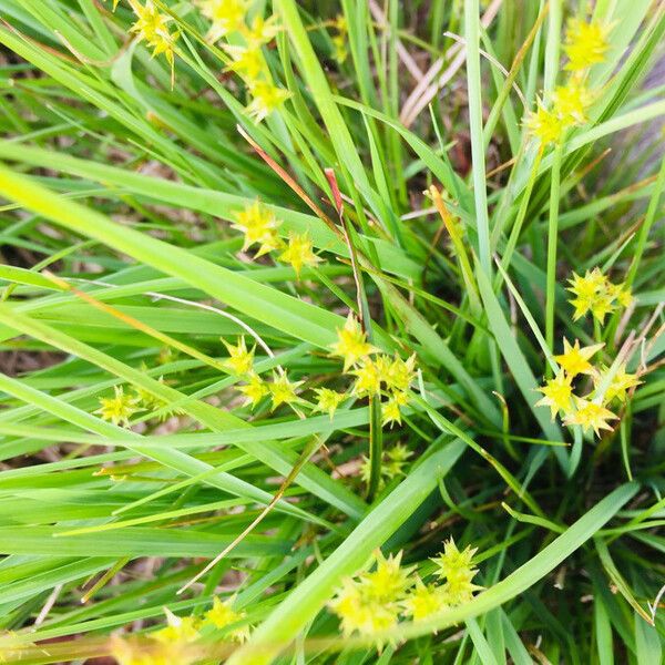 Carex echinata Blomma