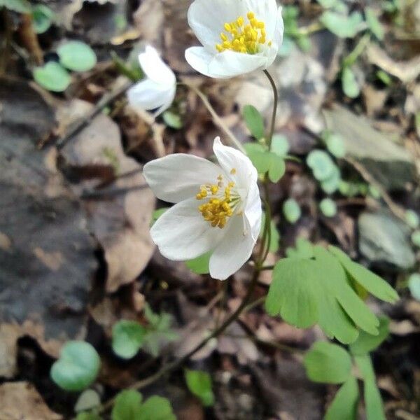 Isopyrum thalictroides Květ