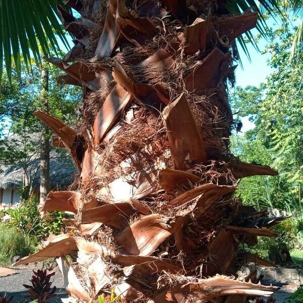 Washingtonia robusta Bark