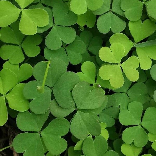 Oxalis exilis Leaf