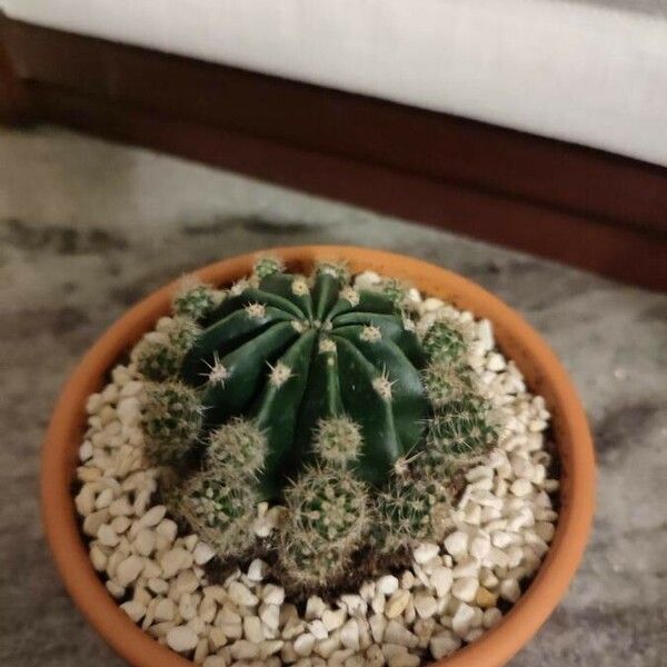 Echinopsis eyriesii برگ