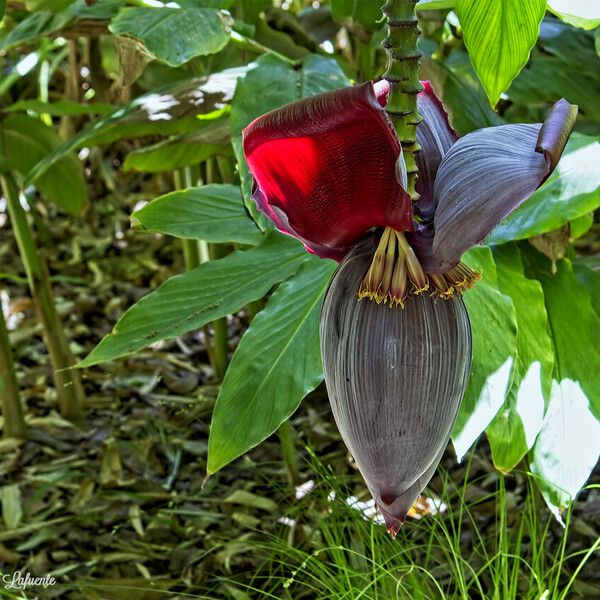 Musa balbisiana 花