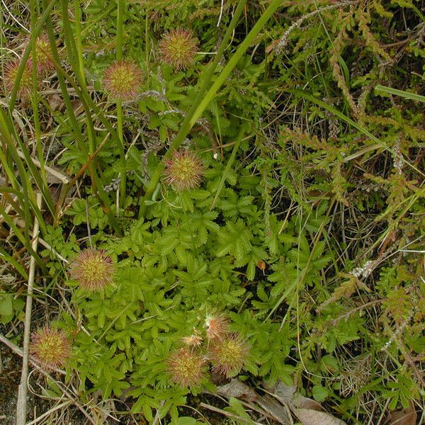 Acaena novae-zelandiae Hábito