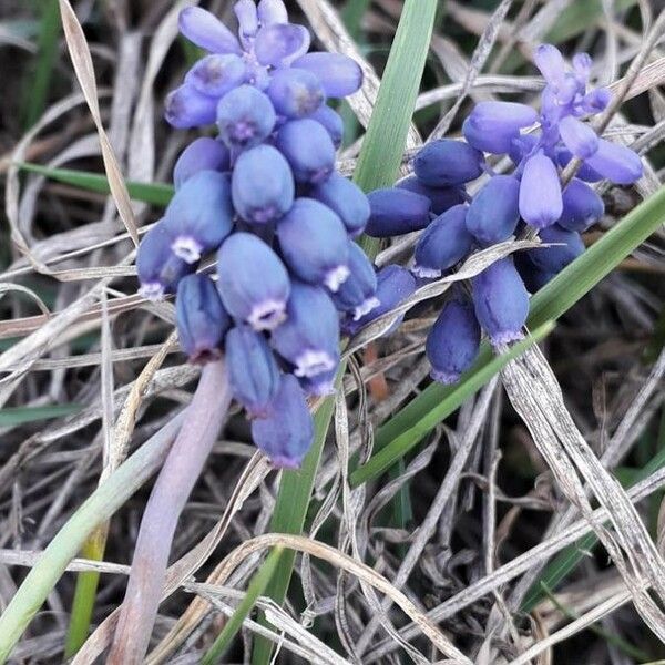 Muscari neglectum Cvet