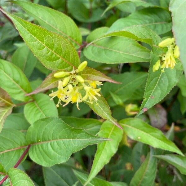 Diervilla lonicera Floro