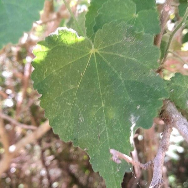 Abutilon grandifolium Leaf