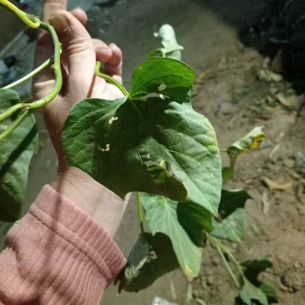 Ipomoea batatas Blatt