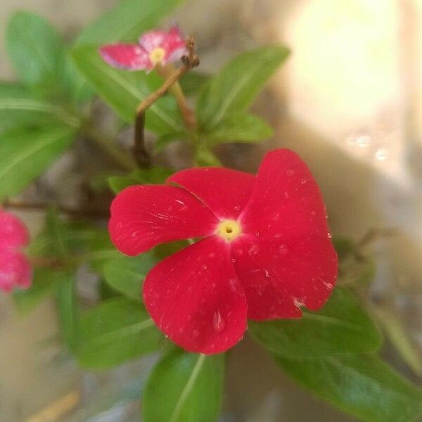 Catharanthus roseus Λουλούδι