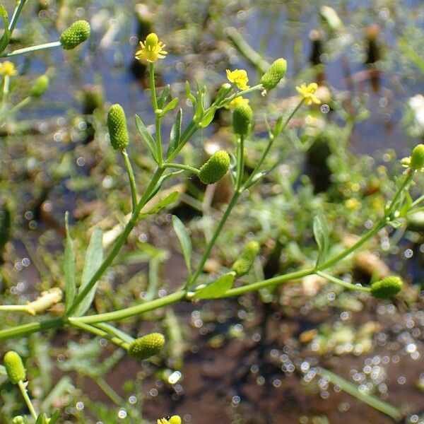 Ranunculus sceleratus Habitus