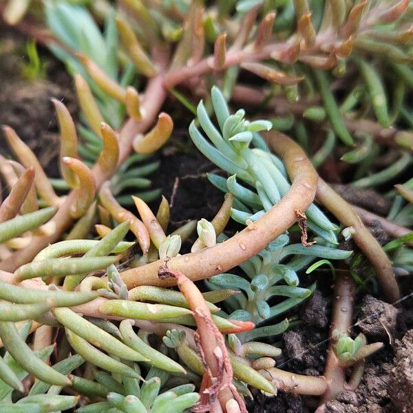 Petrosedum rupestre Hoja