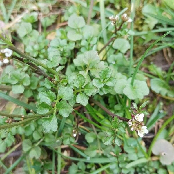 Cardamine parviflora Φύλλο