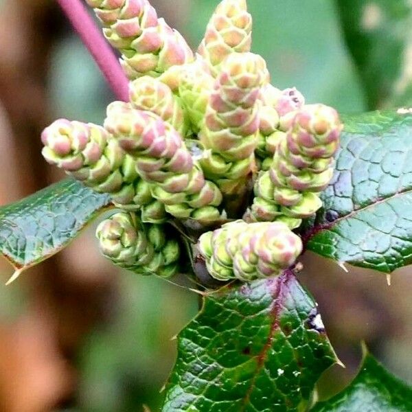 Berberis aquifolium Kita