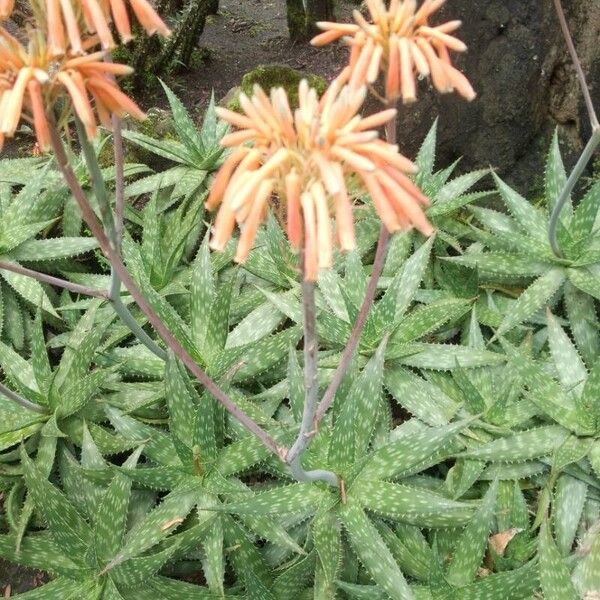 Aloe maculata Žiedas