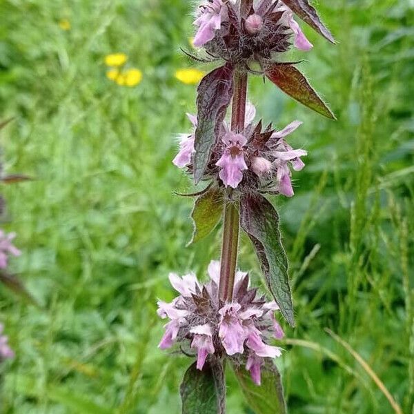 Stachys alpina Flor