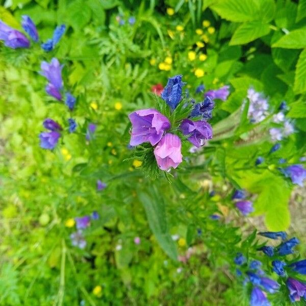 Echium plantagineum Kukka