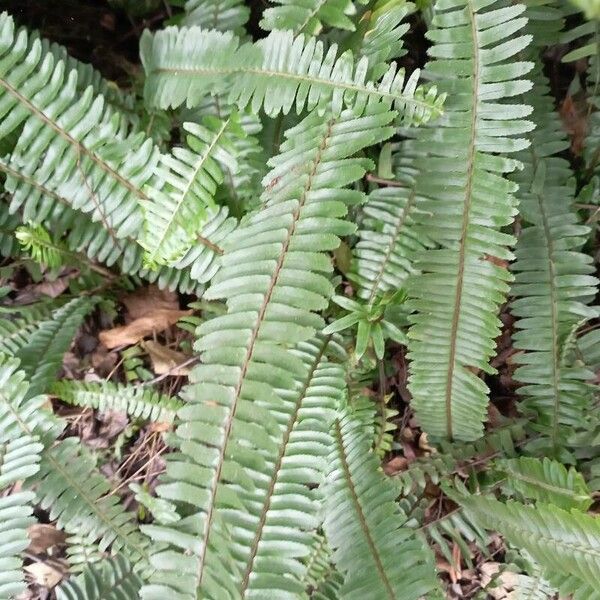 Nephrolepis cordifolia ഇല