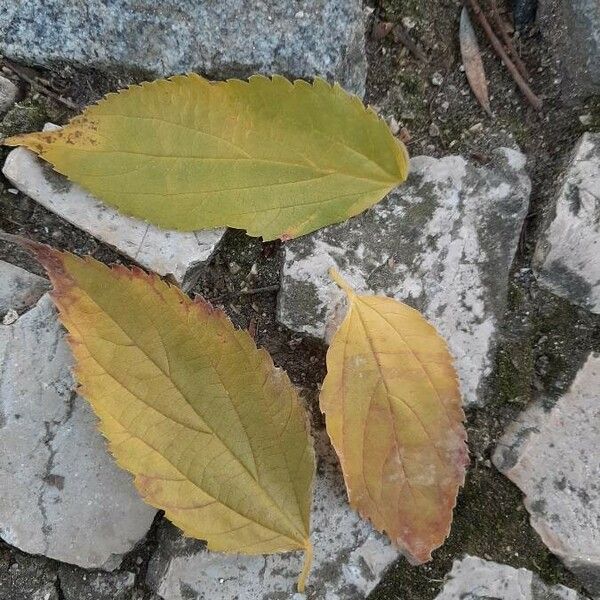 Celtis australis Folha