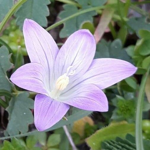 Campanula patula Cvet