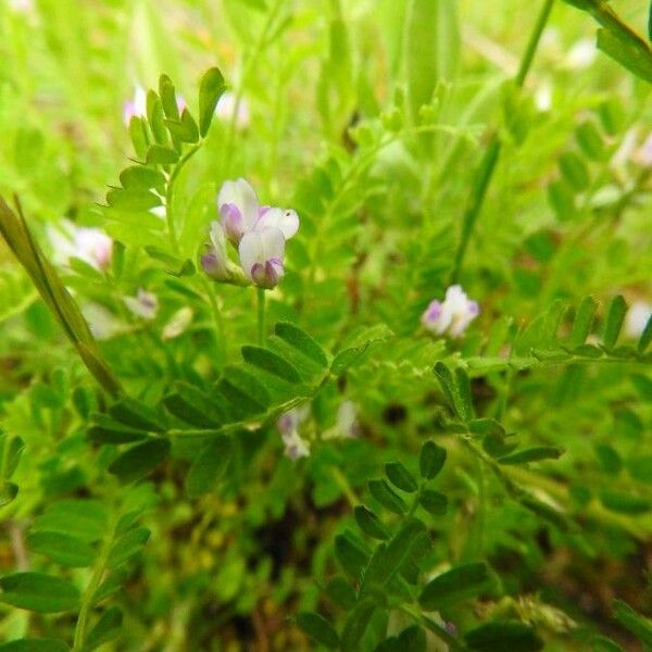 Astragalus pelecinus Flower