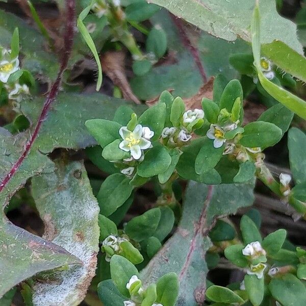 Polygonum arenastrum Blomst