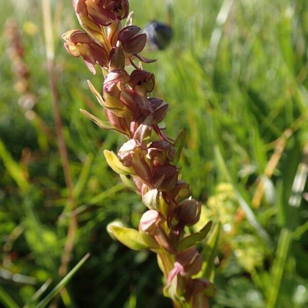 Dactylorhiza viridis Lorea