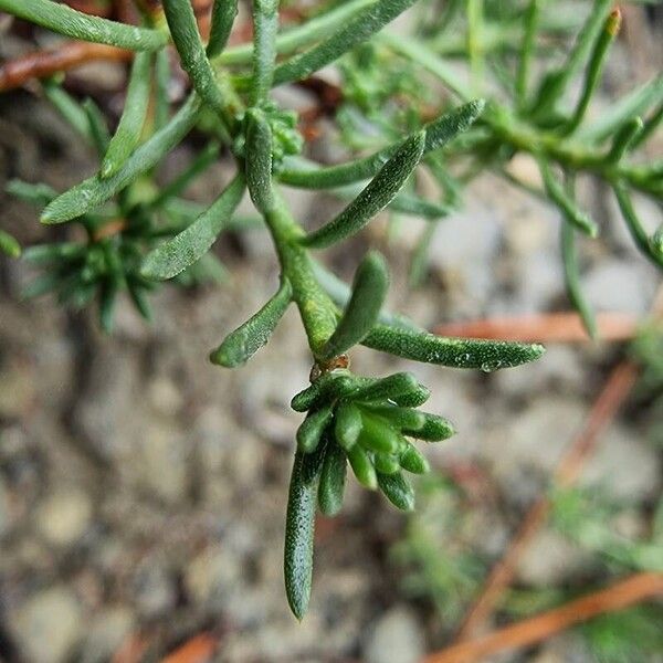 Fumana procumbens Folha