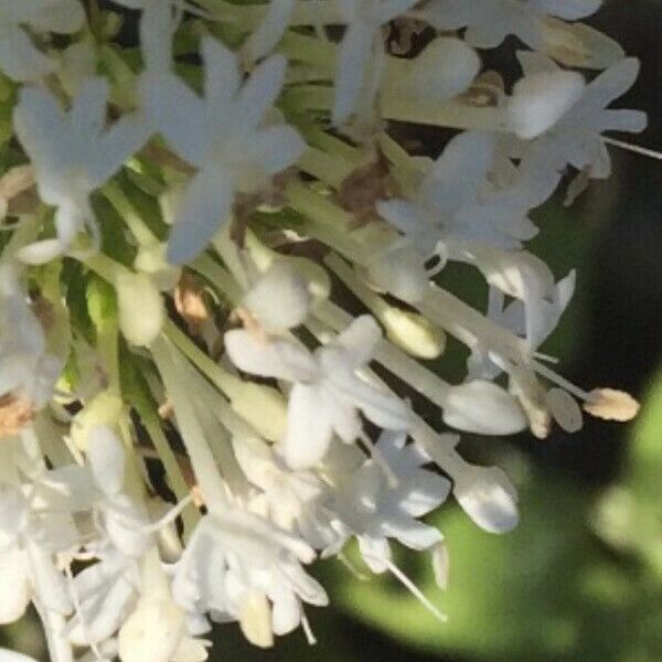 Centranthus ruber Flower