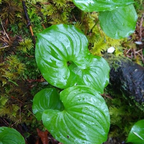 Maianthemum dilatatum Frunză