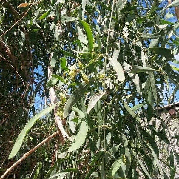 Salvadora persica Blatt