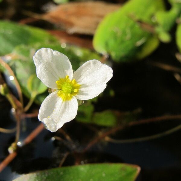 Luronium natans Flower