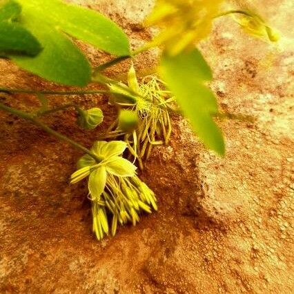 Thalictrum fendleri ᱵᱟᱦᱟ