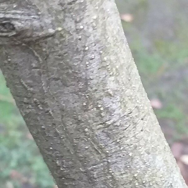 Alnus serrulata 樹皮