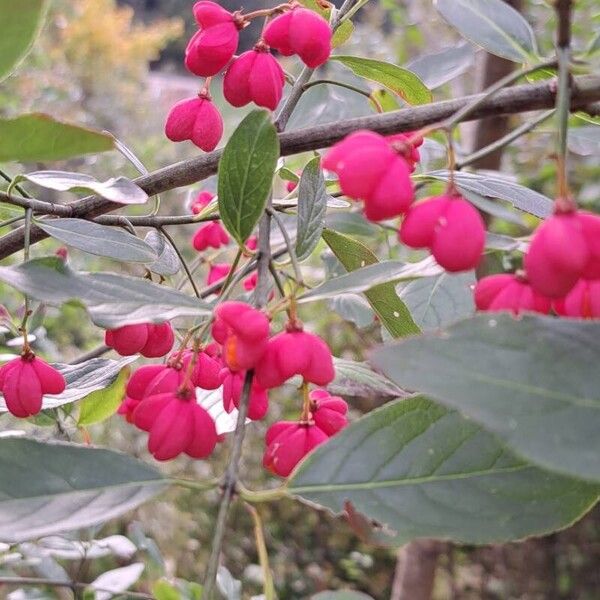 Euonymus europaeus Frugt