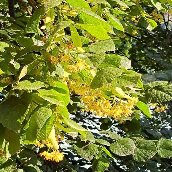 Tilia platyphyllos 花