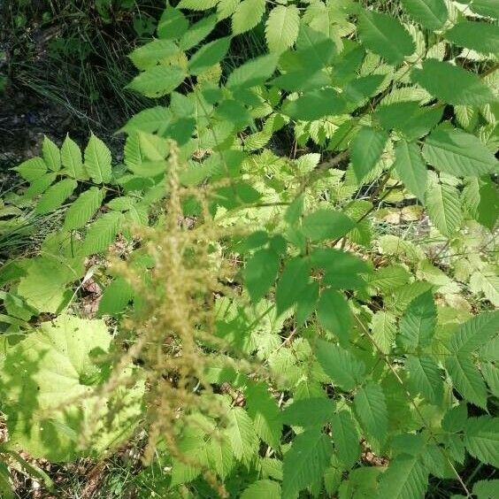 Aruncus dioicus Leaf