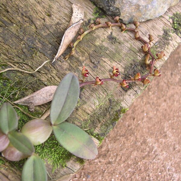 Bulbophyllum falcatum Habit