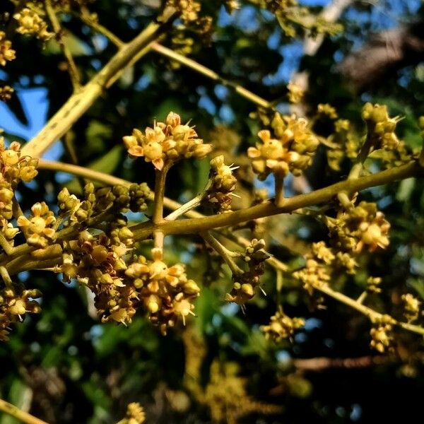 Dimocarpus longan Blüte