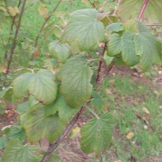 Ribes nigrum Blad