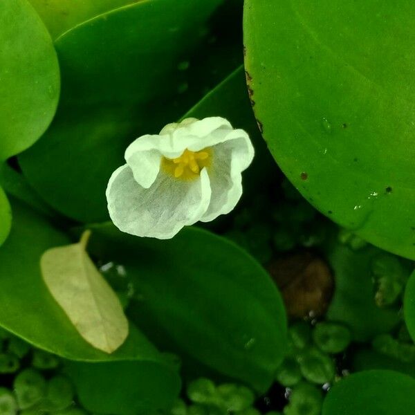 Hydrocharis morsus-ranae Flower