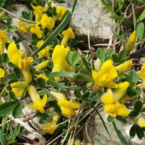 Chamaecytisus hirsutus Λουλούδι