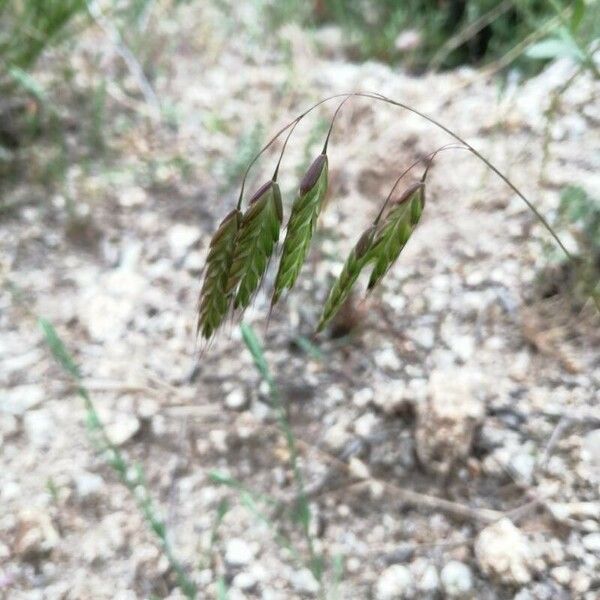 Bromus squarrosus Цвят