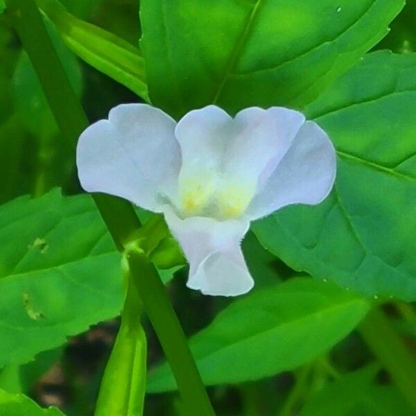 Mimulus alatus ᱵᱟᱦᱟ