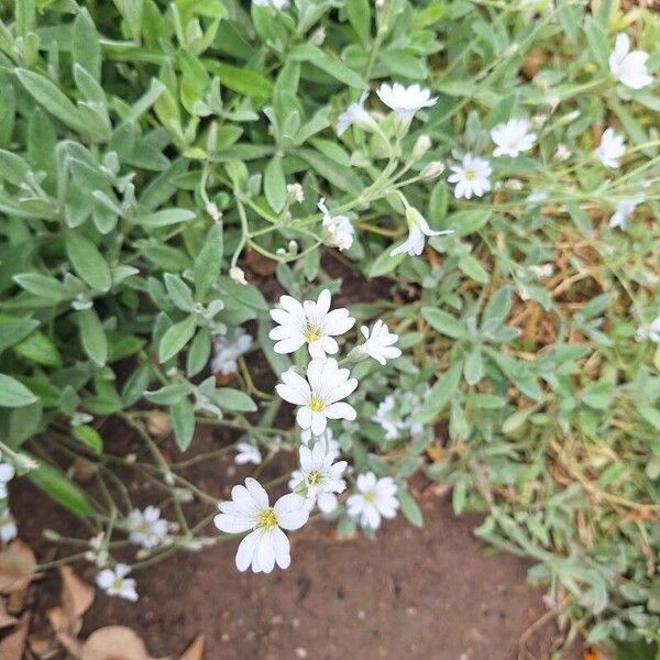 Cerastium tomentosum Žiedas