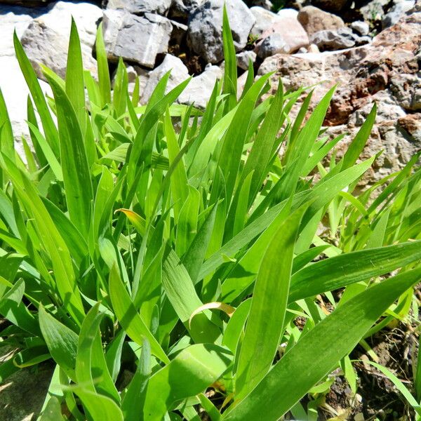 Iris cristata Leaf