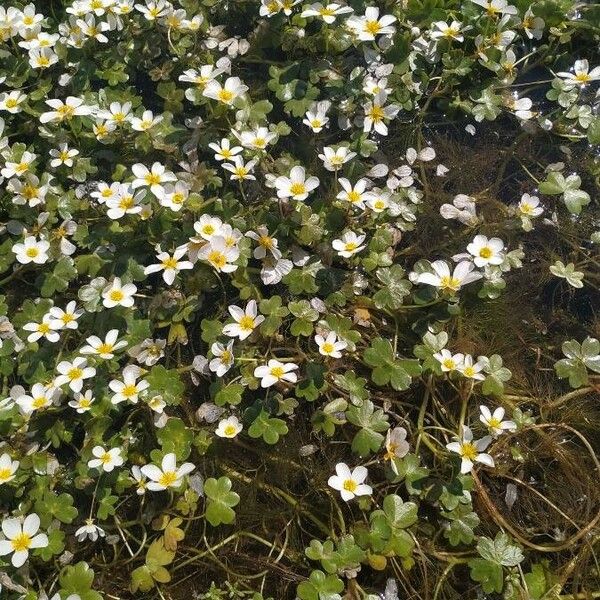 Ranunculus peltatus Celota