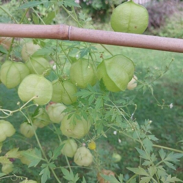 Cardiospermum halicacabum Frutto