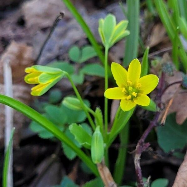 Gagea lutea Flor