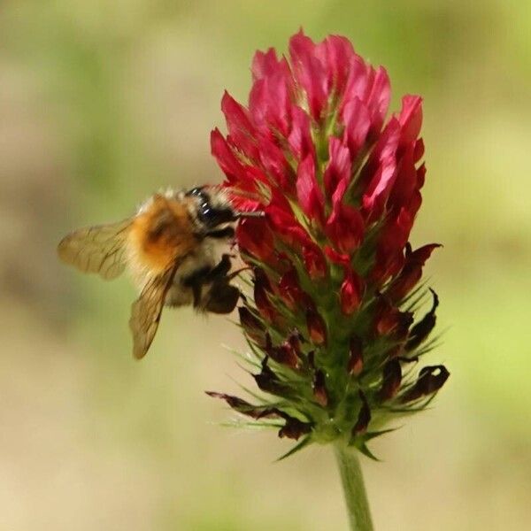 Trifolium incarnatum फूल