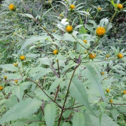 Bidens frondosa Costuma